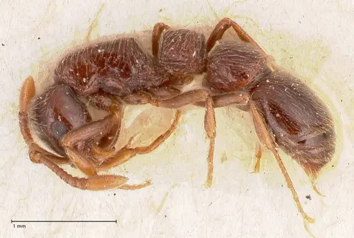 Parasyscia peringueyi specimen FOCOL0792 image focol0792_3