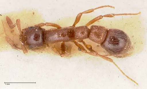 Parasyscia peringueyi specimen FOCOL0793 image focol0793_1