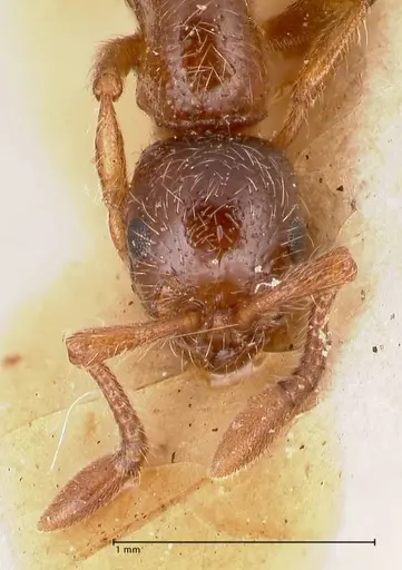 Parasyscia peringueyi specimen FOCOL0793 image focol0793_2
