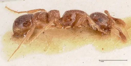 Parasyscia peringueyi specimen FOCOL0793 image focol0793_3