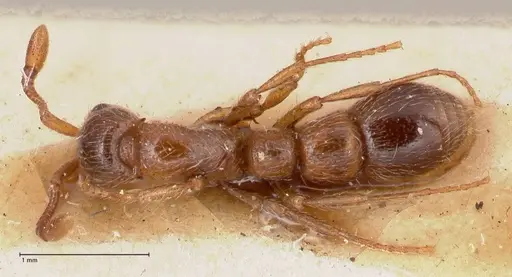 Parasyscia peringueyi specimen FOCOL0794 image focol0794_1