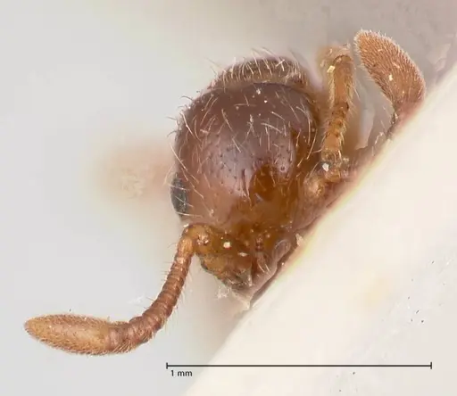 Parasyscia peringueyi specimen FOCOL0794 image focol0794_2