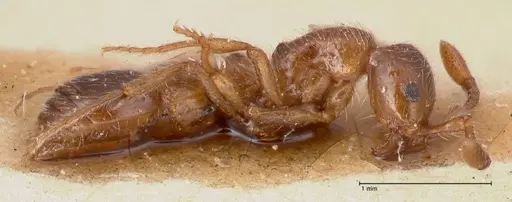Parasyscia peringueyi specimen FOCOL0794 image focol0794_3