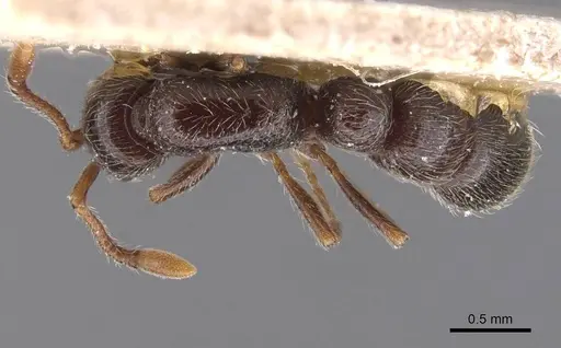 Parasyscia peringueyi specimen RMCAENT000017719 image rmcaent000017719_1