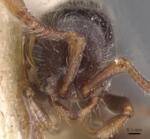 Parasyscia peringueyi specimen RMCAENT000017719 image rmcaent000017719_2