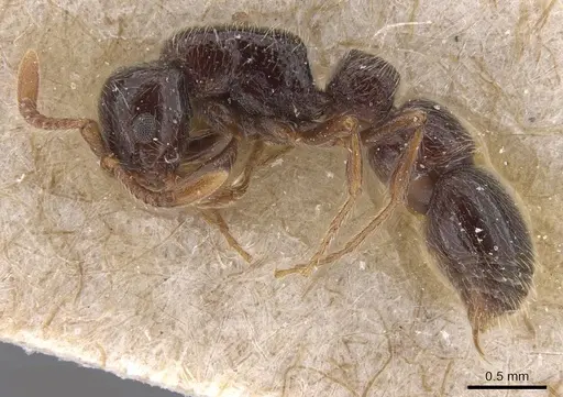 Parasyscia peringueyi specimen RMCAENT000017719 image rmcaent000017719_3