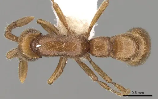 Parasyscia piochardi specimen CASENT0281973 image casent0281973_1