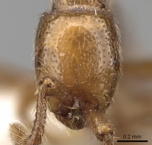 Parasyscia piochardi specimen CASENT0281973 image casent0281973_2