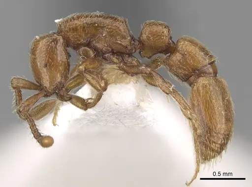 Parasyscia piochardi specimen CASENT0281973 image casent0281973_3