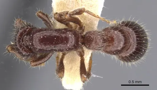 Parasyscia polynikes specimen CASENT0911263 image casent0911263_1