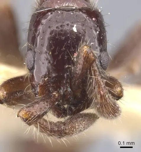 Parasyscia polynikes specimen CASENT0911263 image casent0911263_2