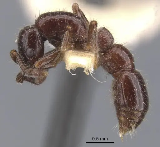 Parasyscia polynikes specimen CASENT0911263 image casent0911263_3