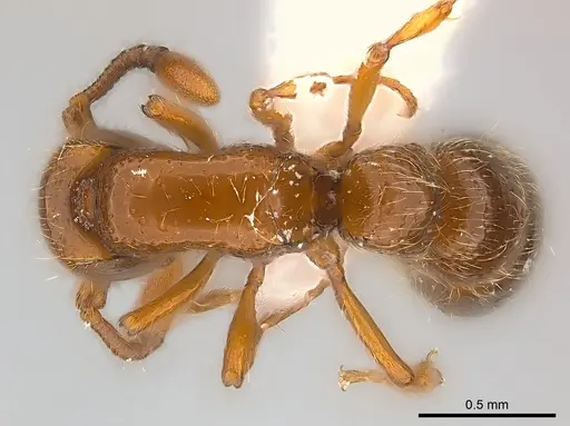Parasyscia rifati specimen CASENT0217369 image casent0217369_1