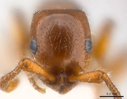 Parasyscia rifati specimen CASENT0217369 image casent0217369_2