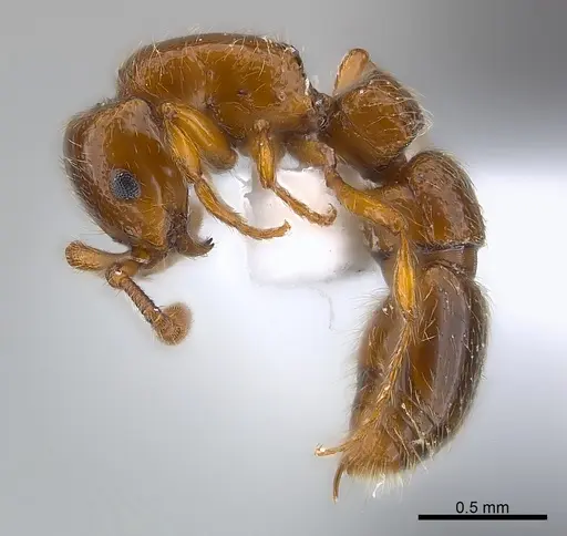 Parasyscia rifati specimen CASENT0217369 image casent0217369_3