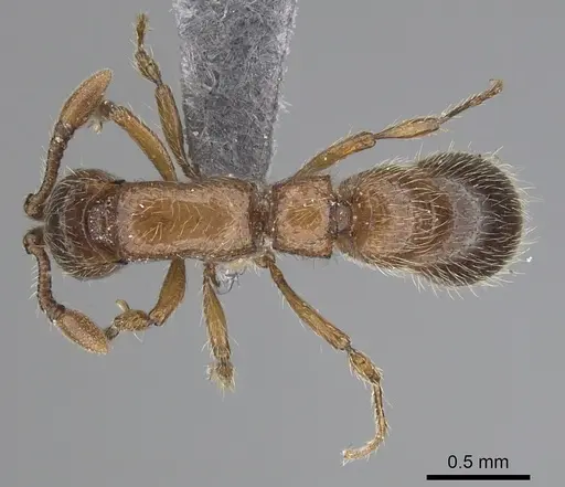 Parasyscia rifati specimen CASENT0263910 image casent0263910_1