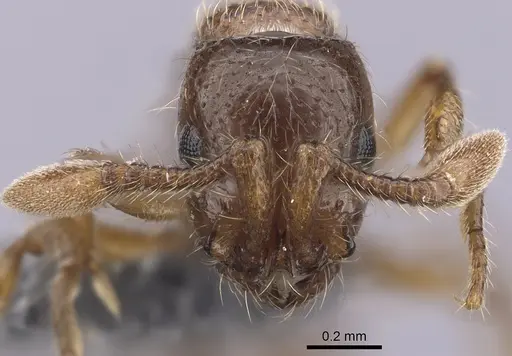Parasyscia rifati specimen CASENT0263910 image casent0263910_2
