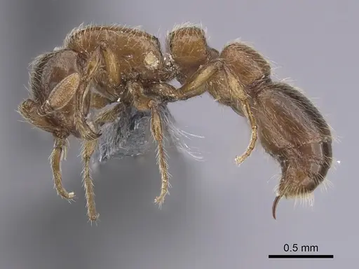 Parasyscia rifati specimen CASENT0263910 image casent0263910_3