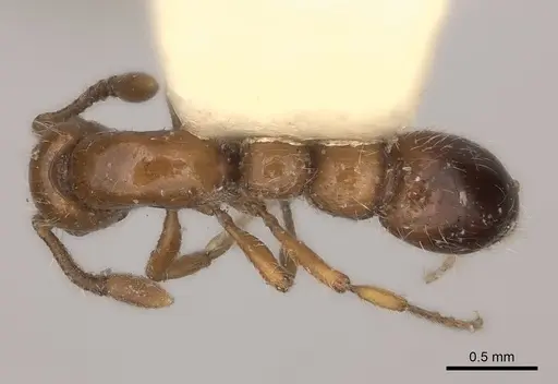 Parasyscia rufithorax specimen CASENT0217390 image casent0217390_1
