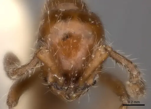 Parasyscia rufithorax specimen CASENT0217390 image casent0217390_2