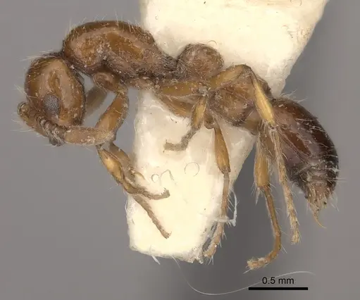 Parasyscia rufithorax specimen CASENT0217390 image casent0217390_3
