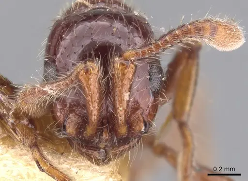 Parasyscia rufithorax specimen CASENT0902743 image casent0902743_2