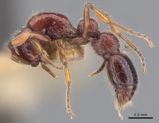 Parasyscia rufithorax specimen CASENT0902743 image casent0902743_3