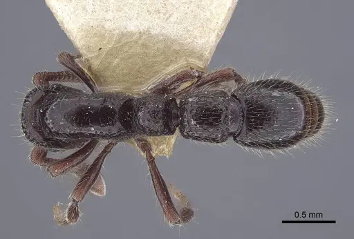 Parasyscia salimani specimen CASENT0916792 image casent0916792_1