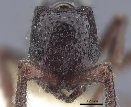 Parasyscia salimani specimen CASENT0916792 image casent0916792_2