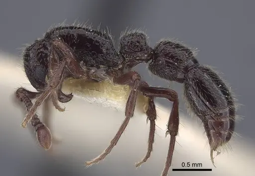 Parasyscia salimani specimen CASENT0916792 image casent0916792_3