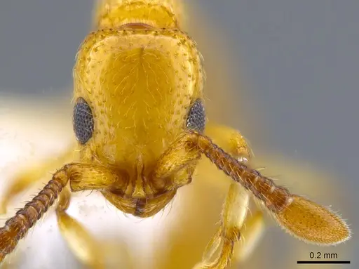 Parasyscia shii specimen CASENT0651433 image casent0651433_2