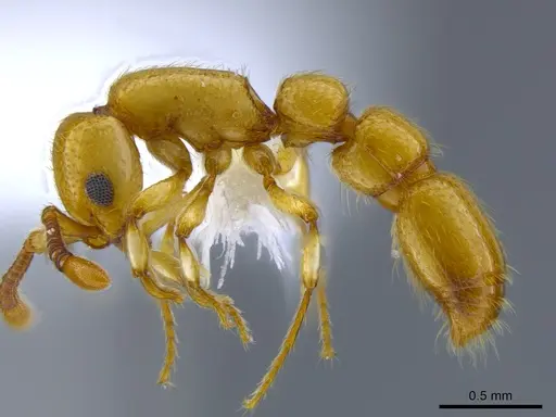 Parasyscia shii specimen CASENT0651433 image casent0651433_3