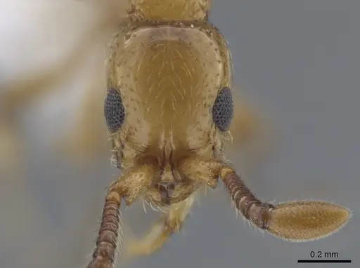Parasyscia shii specimen CASENT0651437 image casent0651437_2