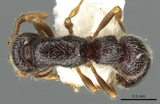 Parasyscia sudanensis specimen CASENT0902714 image casent0902714_1