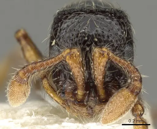 Parasyscia sudanensis specimen CASENT0902714 image casent0902714_2
