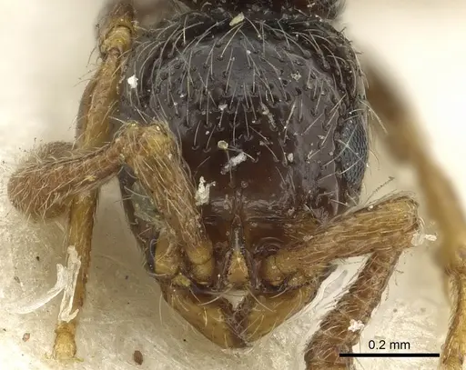 Parasyscia sudanensis specimen CASENT0902715 image casent0902715_2