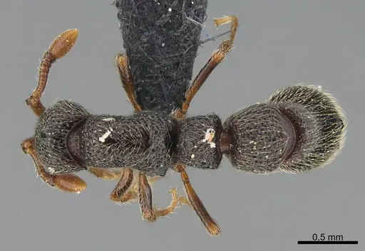 Parasyscia sylvicola specimen CASENT0066867 image casent0066867_1