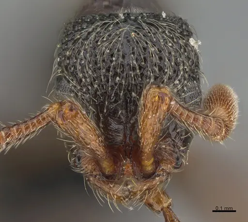Parasyscia sylvicola specimen CASENT0066867 image casent0066867_2