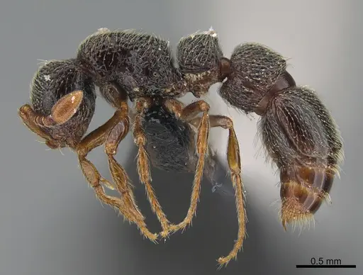 Parasyscia sylvicola specimen CASENT0066867 image casent0066867_3