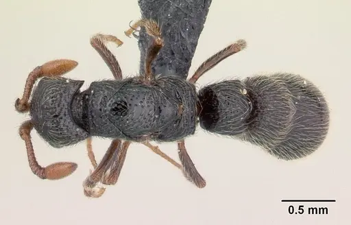 Parasyscia sylvicola specimen CASENT0066868 image casent0066868_1