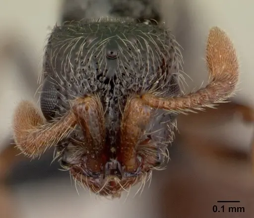 Parasyscia sylvicola specimen CASENT0066868 image casent0066868_2