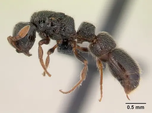 Parasyscia sylvicola specimen CASENT0066868 image casent0066868_3