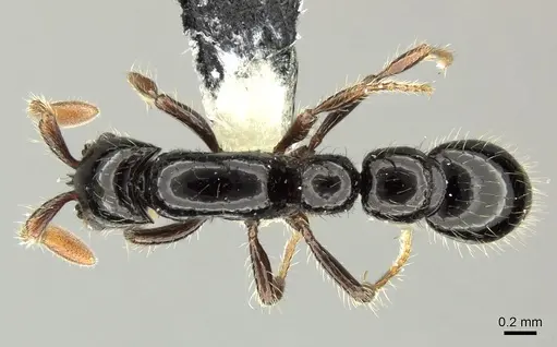 Parasyscia terricola specimen CASENT0219930 image casent0219930_1