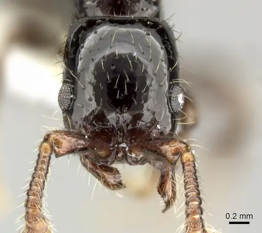 Parasyscia terricola specimen CASENT0219930 image casent0219930_2
