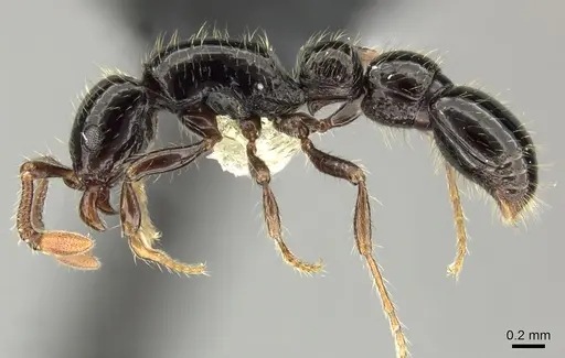 Parasyscia terricola specimen CASENT0219930 image casent0219930_3