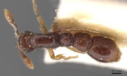 Parasyscia villiersi specimen CASENT0913740 image casent0913740_1