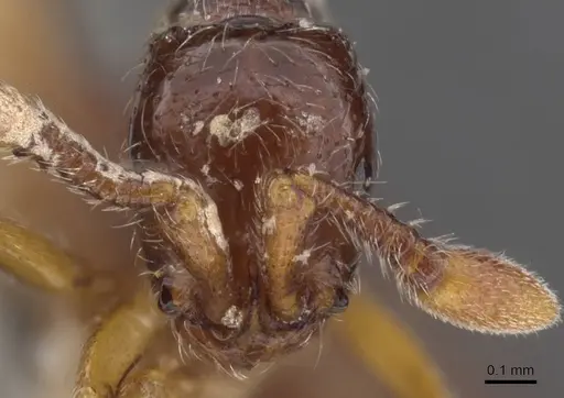 Parasyscia villiersi specimen CASENT0913740 image casent0913740_2