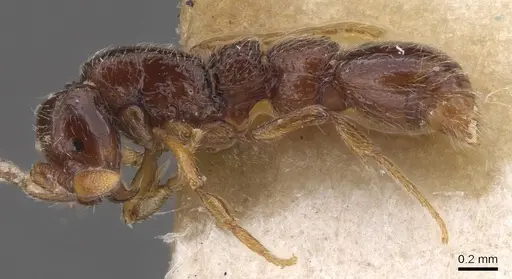 Parasyscia villiersi specimen CASENT0913740 image casent0913740_3