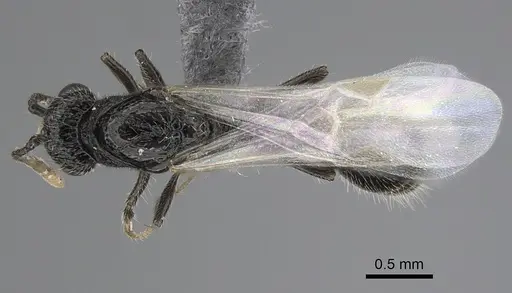 Parasyscia wittmeri specimen CASENT0263903 image casent0263903_1