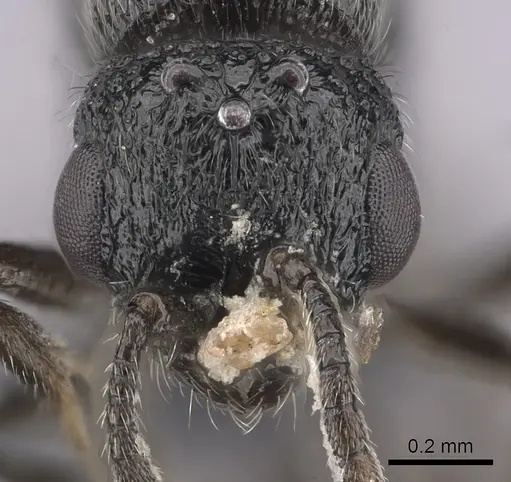 Parasyscia wittmeri specimen CASENT0263903 image casent0263903_2
